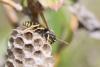 Polistes nimpha